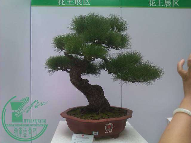 IMAG0183.jpg