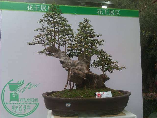 IMAG0184.jpg