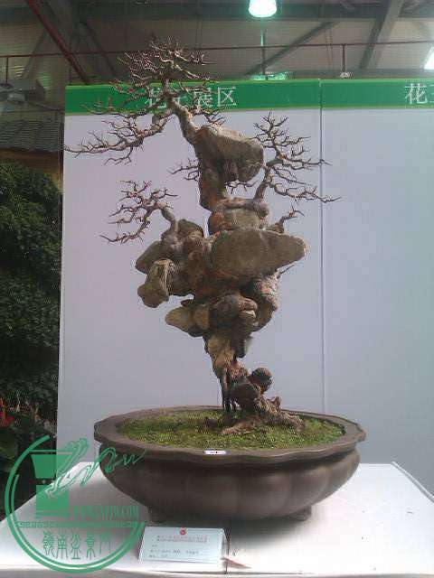 IMAG0185.jpg