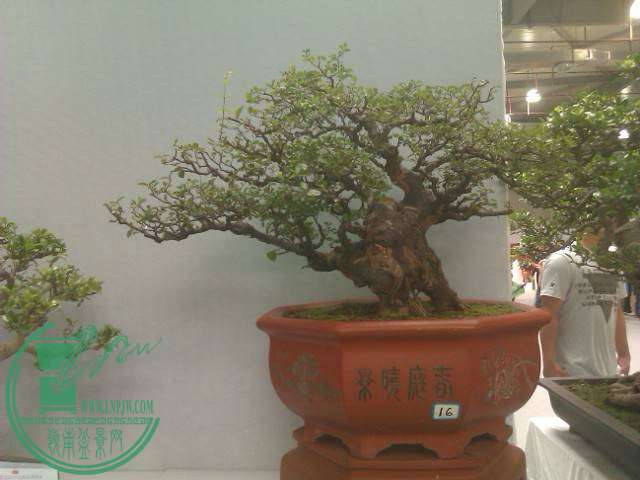 IMAG0194.jpg