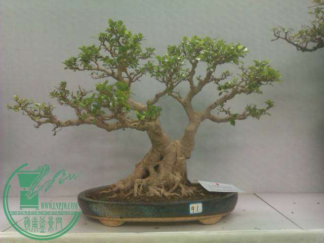 IMAG0195.jpg