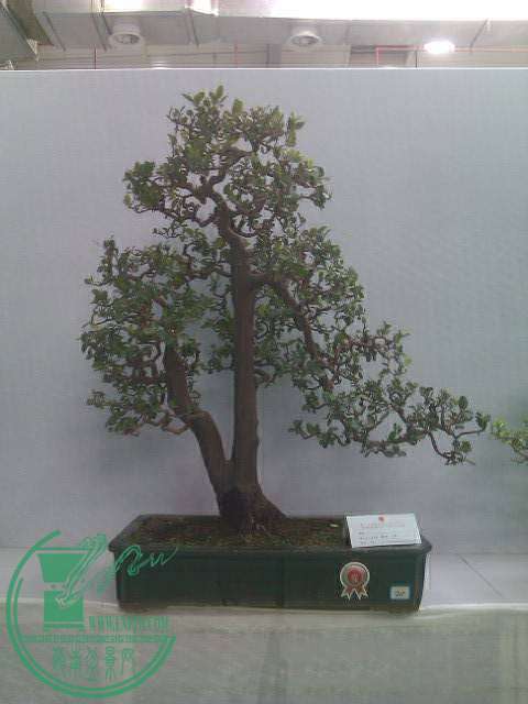IMAG0196.jpg