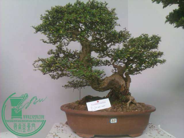 IMAG0200.jpg