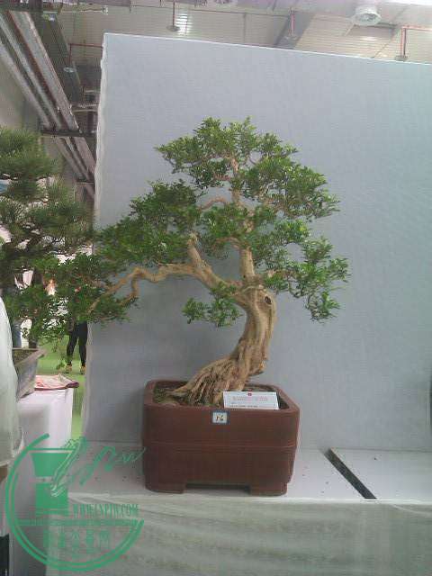 IMAG0203.jpg