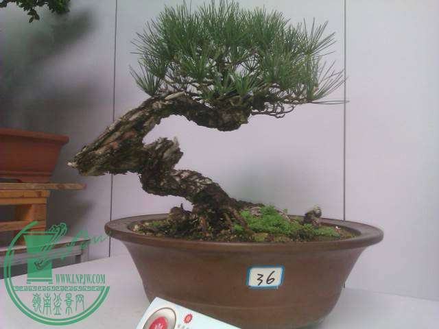 IMAG0204.jpg