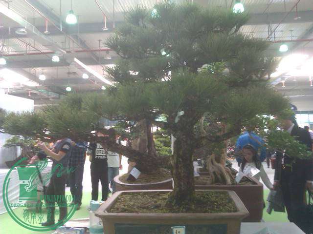 IMAG0205.jpg