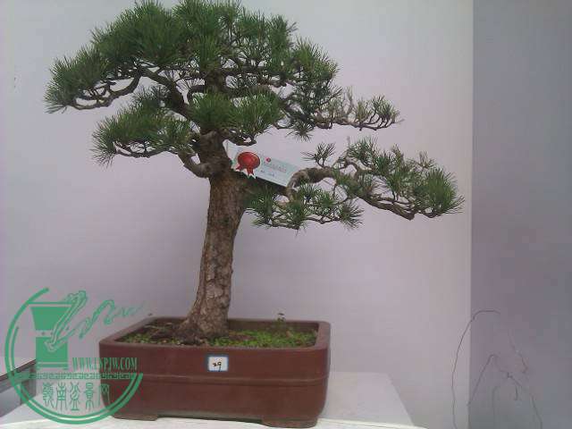 IMAG0206.jpg