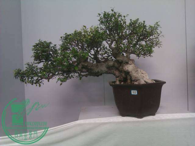 IMAG0207.jpg