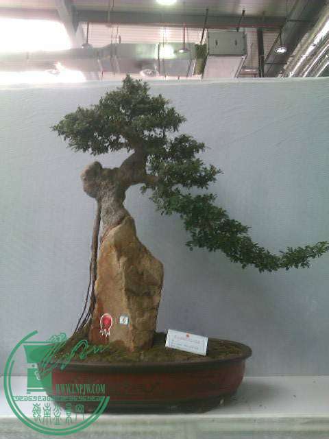 IMAG0208.jpg