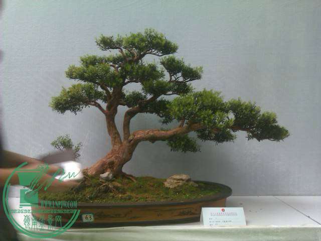 IMAG0209.jpg