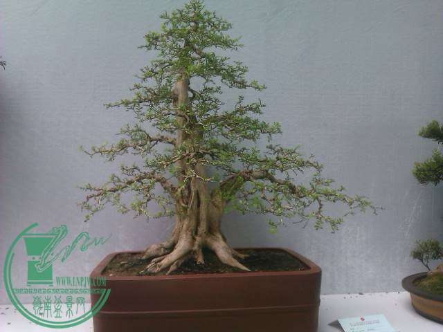 IMAG0210.jpg