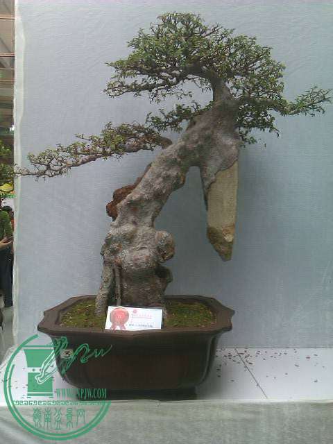 IMAG0216.jpg