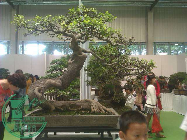 IMAG0218.jpg
