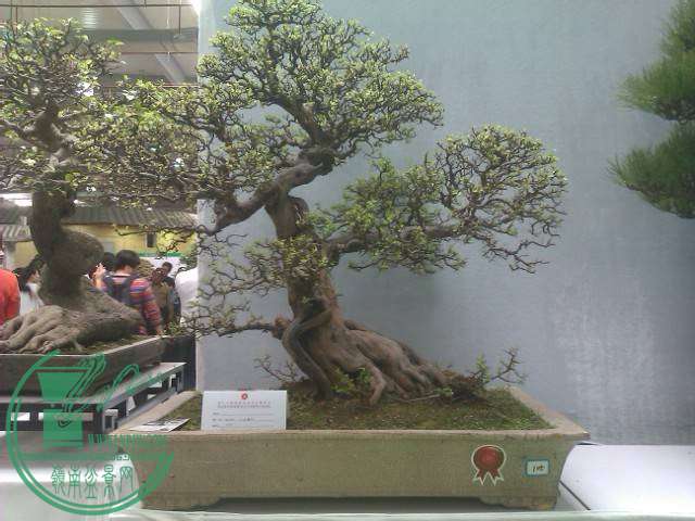 IMAG0219.jpg