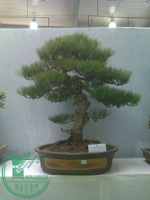 IMAG0220.jpg