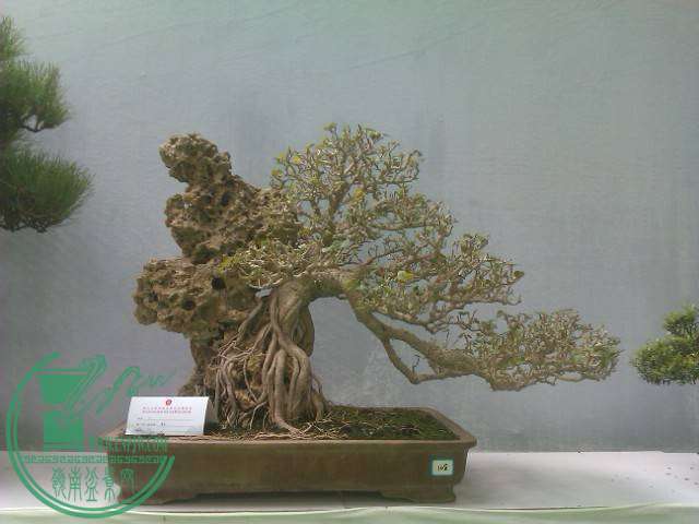 IMAG0221.jpg