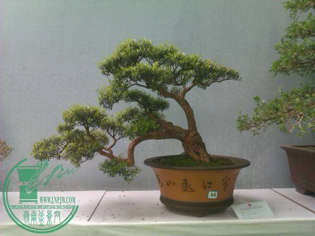 IMAG0222.jpg