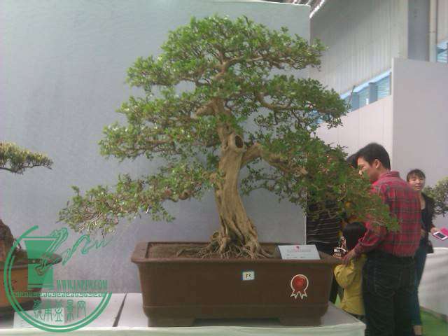 IMAG0223.jpg