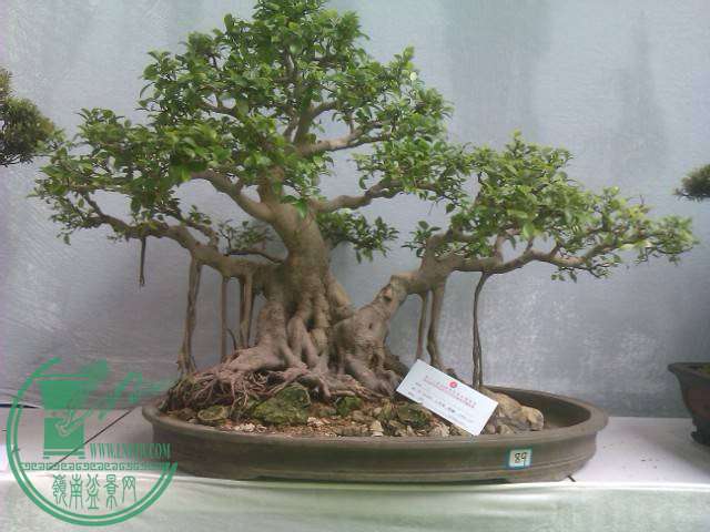 IMAG0225.jpg