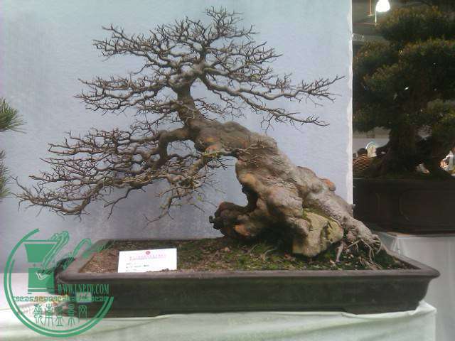 IMAG0228.jpg
