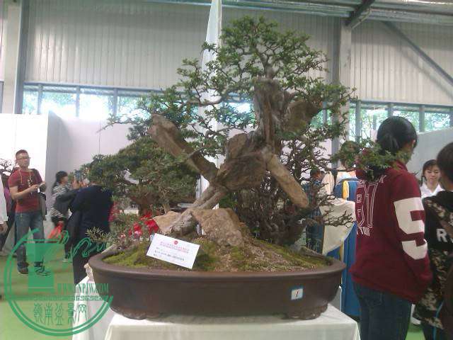 IMAG0232.jpg