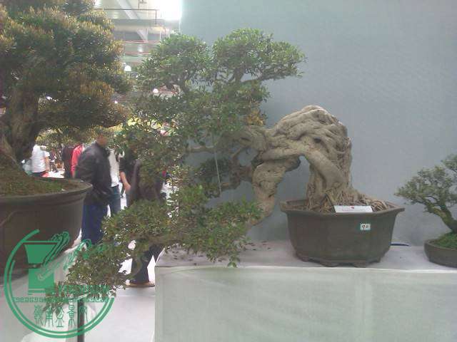 IMAG0233.jpg
