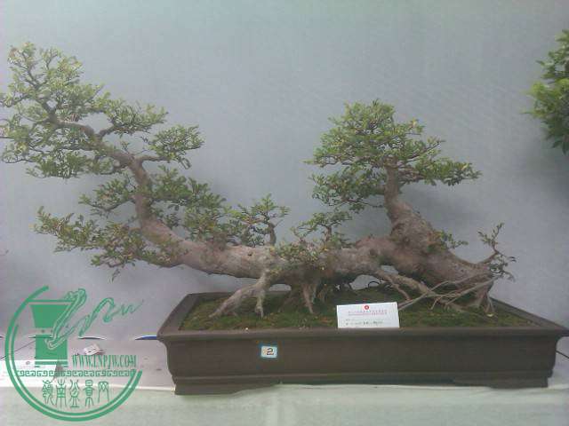 IMAG0234.jpg