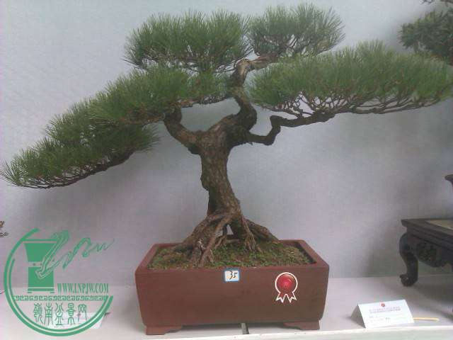IMAG0236.jpg