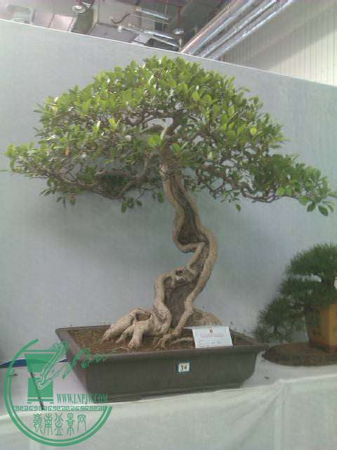 IMAG0238.jpg