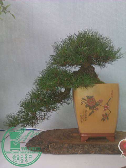 IMAG0239.jpg
