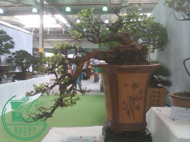 IMAG0240.jpg