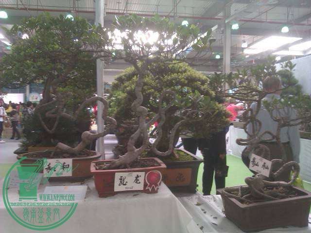 IMAG0241.jpg