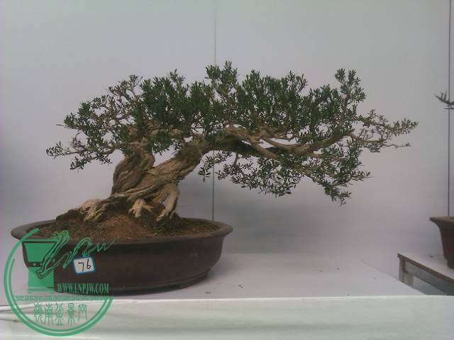 IMAG0242.jpg