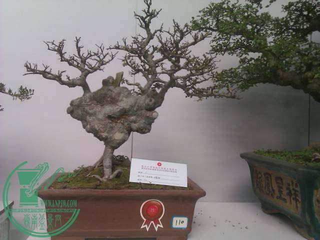 IMAG0250.jpg