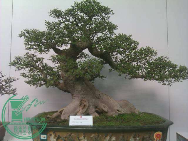 IMAG0254.jpg