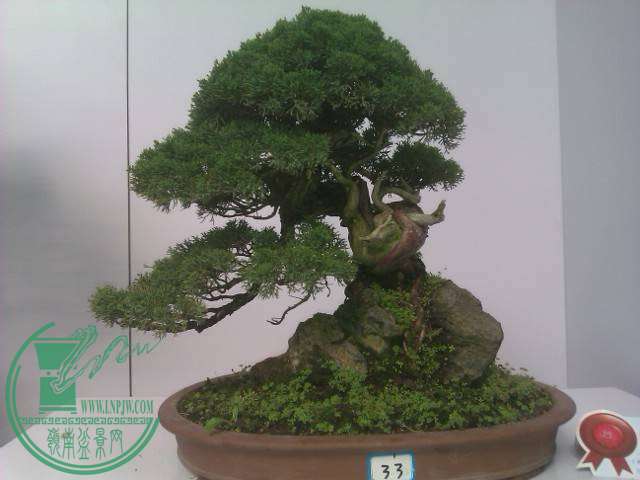 IMAG0255.jpg
