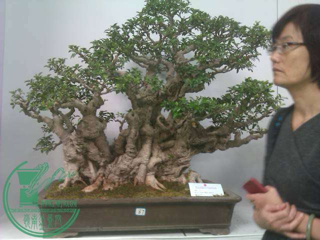 IMAG0256.jpg
