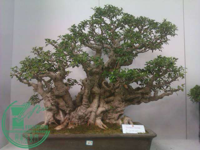 IMAG0257.jpg