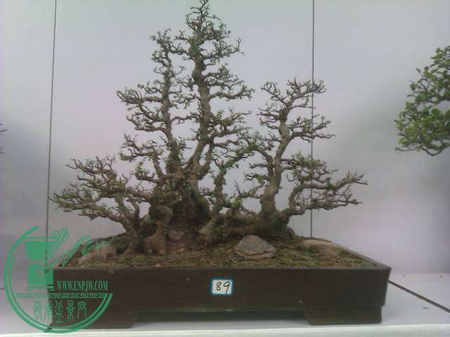 IMAG0259.jpg