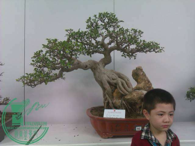 IMAG0260.jpg