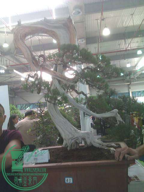 IMAG0264.jpg