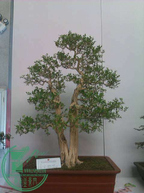 IMAG0265.jpg
