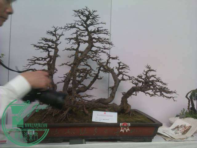 IMAG0266.jpg