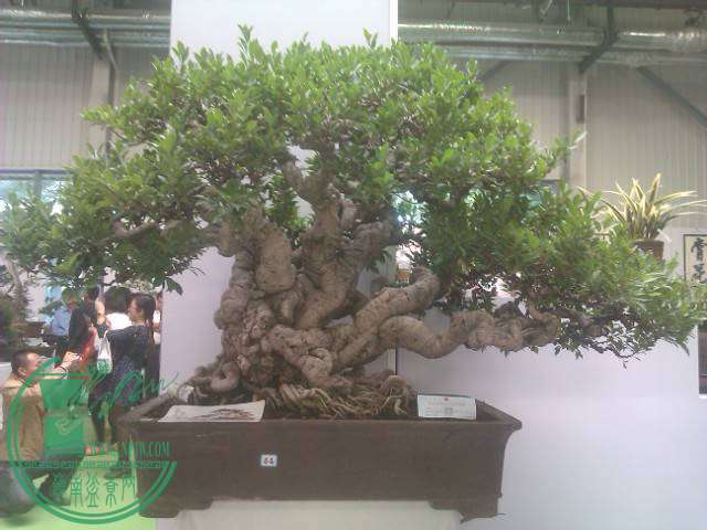 IMAG0268.jpg