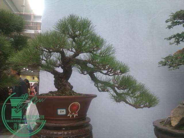 IMAG0270.jpg