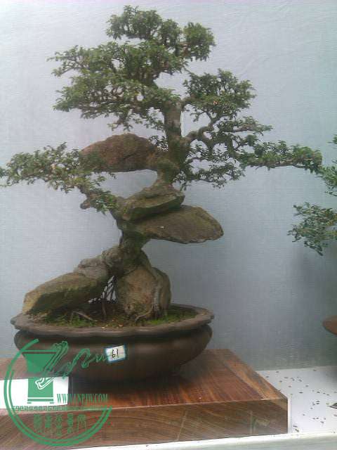 IMAG0271.jpg