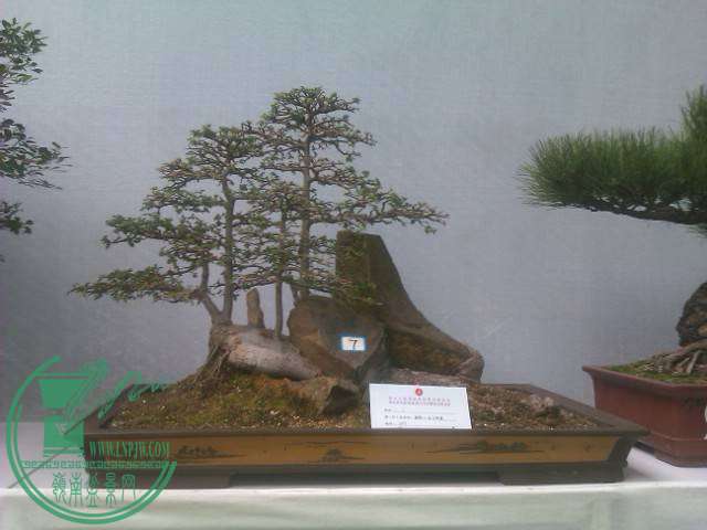IMAG0272.jpg