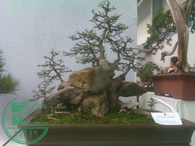 IMAG0274.jpg
