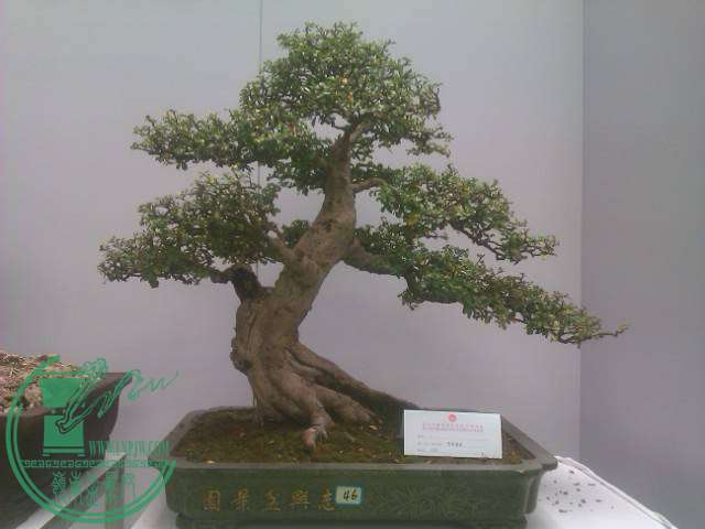 IMAG0275.jpg