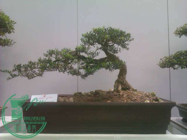 IMAG0276.jpg